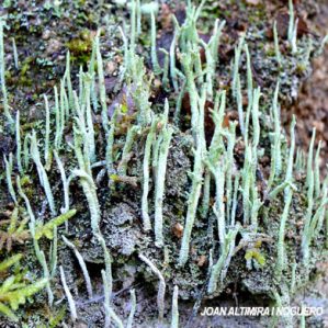 Cladonia subulata