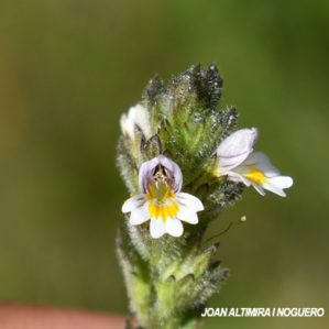 Euphrasia hirtella