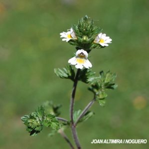 Euphrasia rostkoviana