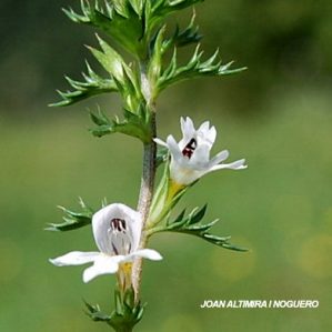 Euphrasia stricta