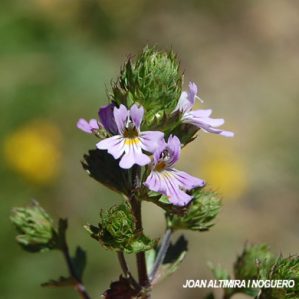 Euphrasia alpina subsp. alpina