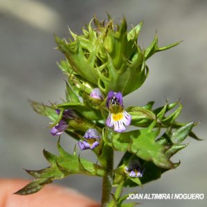 Euphrasia salisburgensis