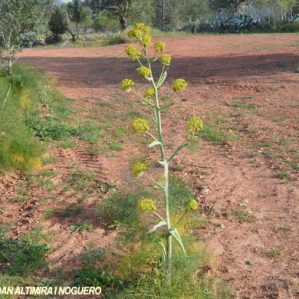Ferula communis subsp. communis