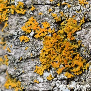 Polycauliona candelaria