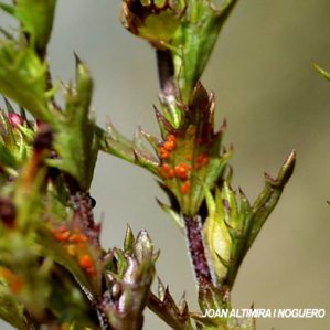 Puccinia euphrasiana. (Pat)