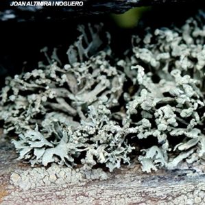 Ramalina capitata