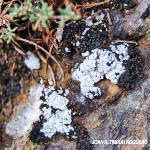 Thalloidima candida