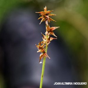 Carex davalliana
