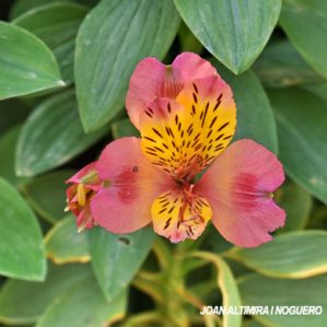 Alstroemeria aurantiaca
