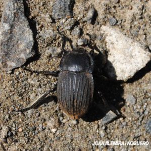 Asida jurinei