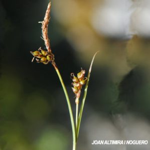 Carex ericetorum