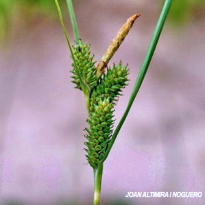 Carex extensa