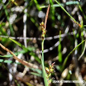 Carex liparocarpos