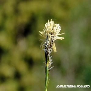Carex rupestris