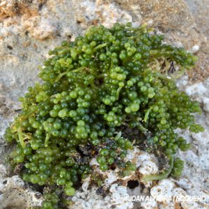 Caulerpa lentillifera