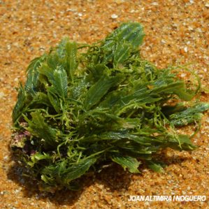Caulerpa taxifolia