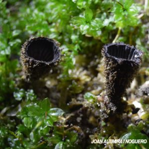 Cyathus striatus