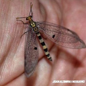 Distoleon annulatus