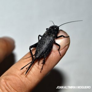 Gryllus campestris