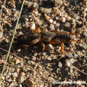 Gryllotalpa gryllotalpa