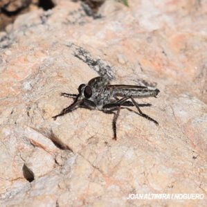Machimus rusticus