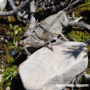 Ocnerodes brunneri