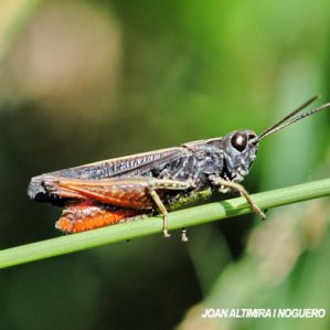 Omocestus rufipes
