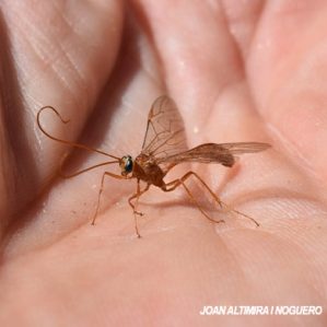 Ophion luteus