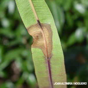 Phoma exigua var. heteromorpha. (Pat)