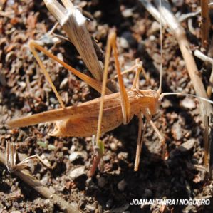 Tylopsis lilifolia