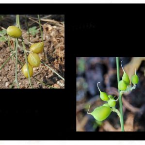 Monosperm-a