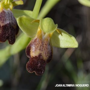 Ophrys arnoldii