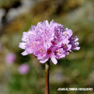 Armeria alliacea subsp. plantaginea