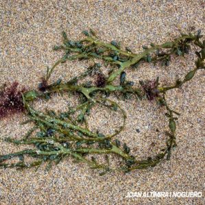 Ascophyllum nodosum