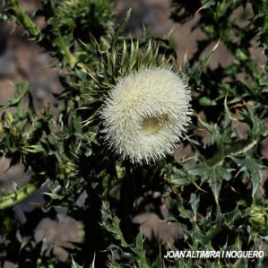 Carduus nutans var. albiflora