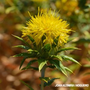 Carthamus tinctorius. (Cult.)