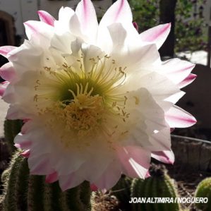 Echinopsis oxygona