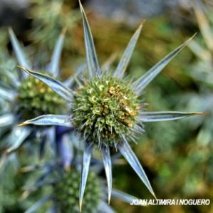 Eryngium x chevalieri