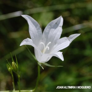 Campanula patula subsp. patula var. albiflora