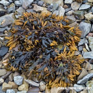 Fucus distichus