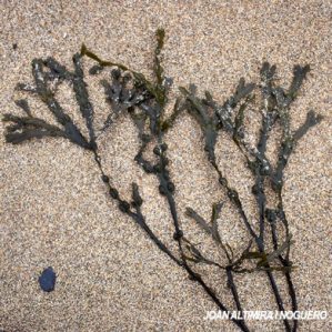 Fucus vesiculosus