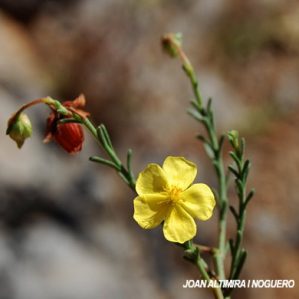 Fumana ericoides