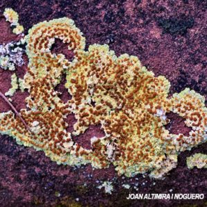 Gyalolechia fulgida
