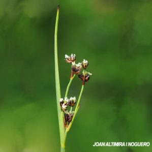 Juncus alpinoarticulatus