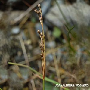 Juncus squarrosus