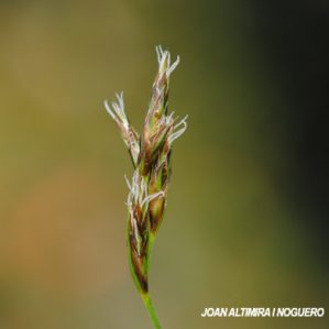 Carex myosuroides