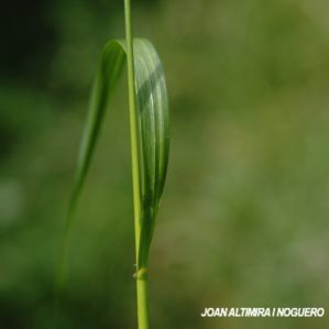 Lolium temulentum