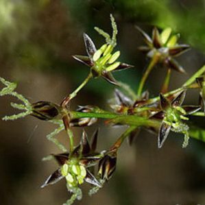 Luzula pilosa