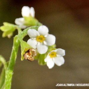 Myosotis herveivar. albiflora