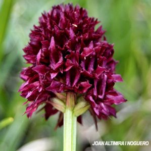 Nigritella gabasiana